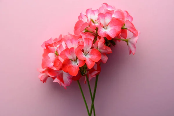 Pelargonien Gartengeranien Zonale Geranien Blumen — Stockfoto