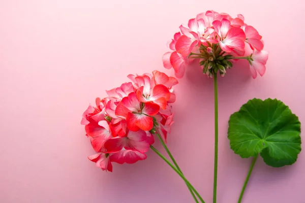 Pélargonium Géranium Jardin Géranium Zonal Fleurs — Photo