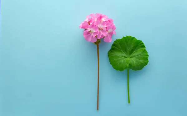 Zarte Blume Pelargonien Gartengeranien Oder Zonale Geranien Blumen Kosmetisches Aromaöl — Stockfoto