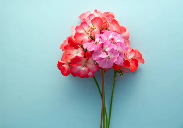 Delikat Blomma Pelargonium Trädgård Geranium Eller Zon Geranium Blommor Kosmetisk — Stockfoto