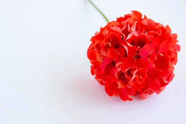 Delikat Blomst Pelargonium Hagegeranium Eller Sonale Geraniumblomster Kosmetisk Aromaolje Hvit – stockfoto