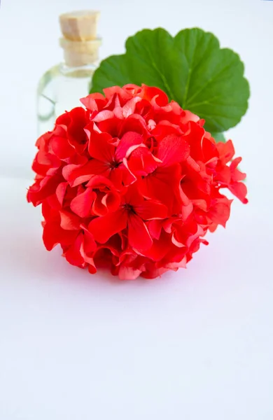 Zarte Blume Pelargonien Gartengeranien Oder Zonale Geranien Blumen Kosmetisches Aromaöl — Stockfoto