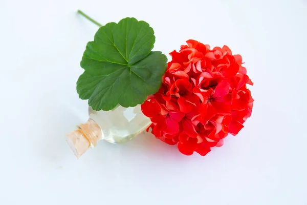 Zarte Blume Pelargonien Gartengeranien Oder Zonale Geranien Blumen Kosmetisches Aromaöl — Stockfoto