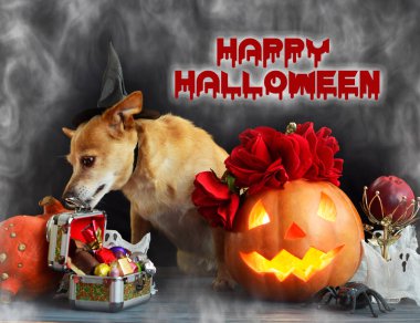 Cadı şapkası takan komik köpek, cadılar bayramı balkabağı balkabağı ve sisli bir arka plan. Mumların, örümceklerin, cadılar bayramı şakalarının ya da süslemelerinin etrafında