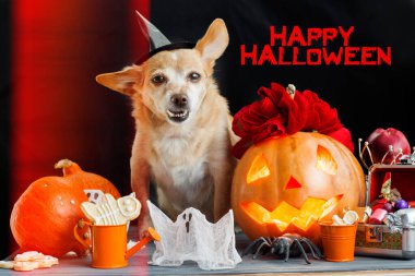 Cadı şapkası takan komik köpek, cadılar bayramı balkabağı balkabağı ve sisli bir arka plan. Mumların, örümceklerin, cadılar bayramı şakalarının ya da süslemelerinin etrafında