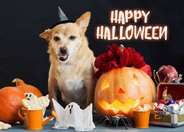 Cadı şapkası takan komik köpek, cadılar bayramı balkabağı balkabağı ve sisli bir arka plan. Mumların, örümceklerin, cadılar bayramı şakalarının ya da süslemelerinin etrafında