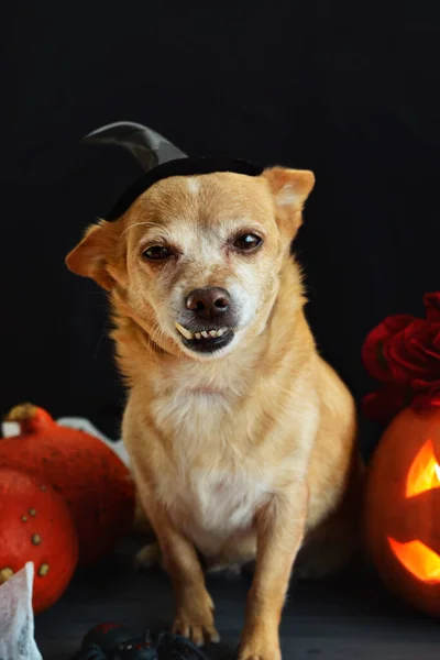 Lustiger Hund Mit Hexenhut Halloween Jack Laterne Kürbis Auf Schwarzem — Stockfoto