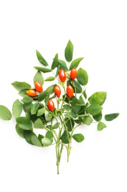 Gül kalçalar, deniz dikenleri ve kurt üzümleri. viburnum dalı Şifalı bitkiler ve şifalı bitkiler