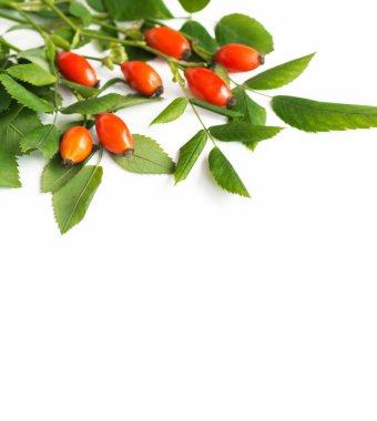 Gül kalçalar, deniz dikenleri ve kurt üzümleri. viburnum dalı Şifalı bitkiler ve şifalı bitkiler