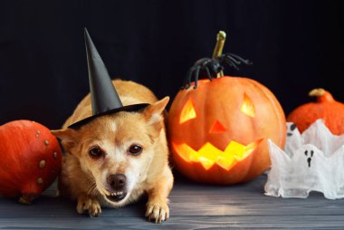 Cadı şapkası takan komik köpek, cadılar bayramı balkabağı balkabağı ve sisli bir arka plan. Mumların, örümceklerin, cadılar bayramı şakalarının ya da süslemelerinin etrafında