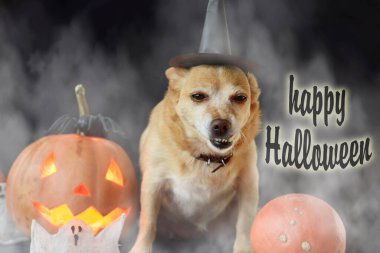 Cadı şapkası takan komik köpek, cadılar bayramı balkabağı balkabağı ve sisli bir arka plan. Mumların, örümceklerin, cadılar bayramı şakalarının ya da süslemelerinin etrafında