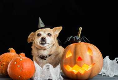 Cadı şapkası takan komik köpek, cadılar bayramı balkabağı balkabağı ve sisli bir arka plan. Mumların, örümceklerin, cadılar bayramı şakalarının ya da süslemelerinin etrafında