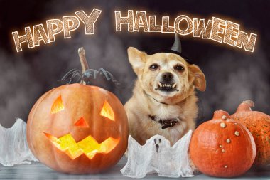 Cadı şapkası takan komik köpek, cadılar bayramı balkabağı balkabağı ve sisli bir arka plan. Mumların, örümceklerin, cadılar bayramı şakalarının ya da süslemelerinin etrafında