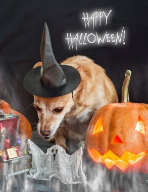 Cadı şapkası takan komik köpek, cadılar bayramı balkabağı balkabağı ve sisli bir arka plan. Mumların, örümceklerin, cadılar bayramı şakalarının ya da süslemelerinin etrafında