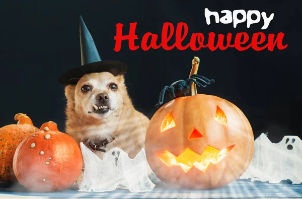 Funny Dog Wearing Witch Hat Halloween Jack Lantern Pumpkin Black — Stock Photo, Image