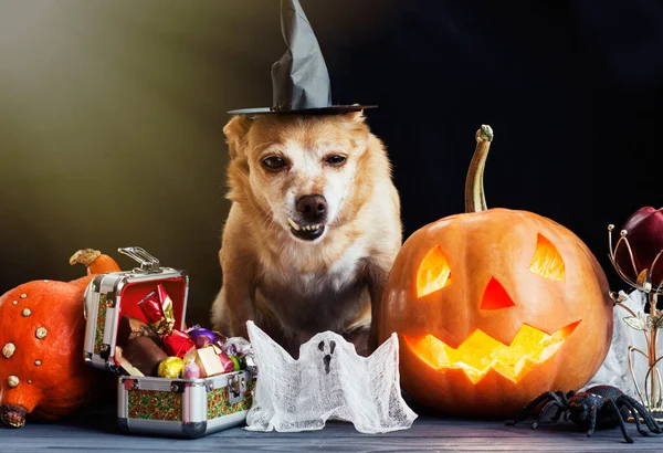 Drôle Chien Portant Chapeau Sorcière Halloween Jack Lanterne Citrouille Sur — Photo