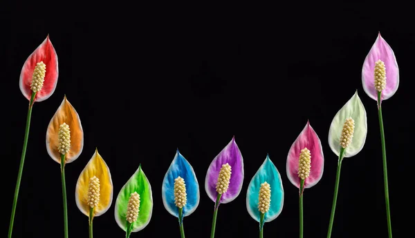 Veelkleurige Lelie Bloemen Frame Een Zwarte Achtergrond — Stockfoto