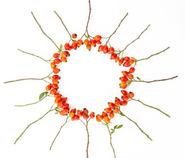 Köpek gülü, gül dalları, Rosa kanina kalçası ve bitkisel çay çeşitleri - şifalı bitkiler, beyaz bitkiler üzerine izole edilmiş bileşikler