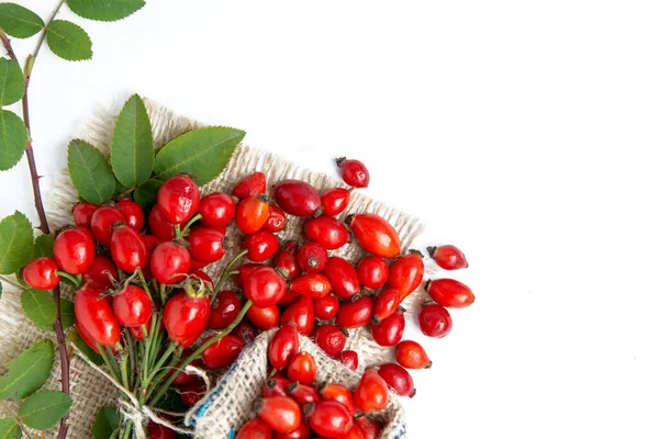 Dog Rose Bunch Branch Rosehips Types Rosa Canina Hips Herbal — Stock Photo, Image