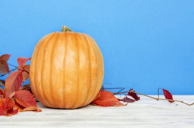  Farklı şekil ve renkte balkabakları, sonbahar sarısı yapraklar, masa dekoru, geleneksel bayram Mutlu Şükran Günleri veya Cadılar Bayramı konsepti