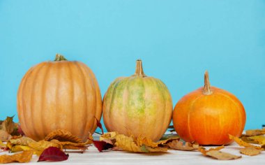  Farklı şekil ve renkte balkabakları, sonbahar sarısı yapraklar, masa dekoru, geleneksel bayram Mutlu Şükran Günleri veya Cadılar Bayramı konsepti