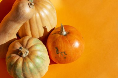 Farklı şekillerde ve renklerde taze balkabakları geleneksel bayramın kutlu olsun ya da Cadılar Bayramı konsepti turuncu sert ışıkta