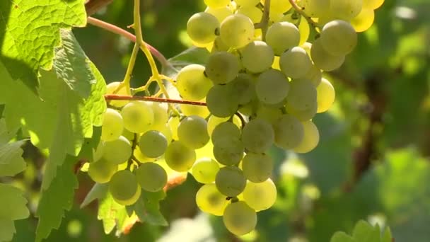 Panorama Winery Winemaker Checks Grapes Branches — Stock Video