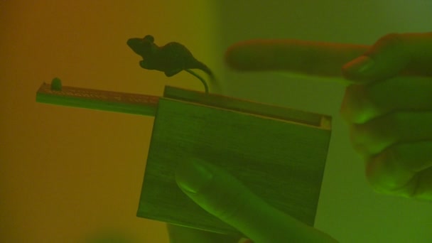 Хеллоуїн Вечірка Дині Павуки Анонімні Миші Таємній Коробці Саксофоніст — стокове відео