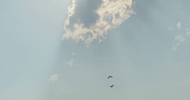 Gün batımında martılar suyun yanında uçar.