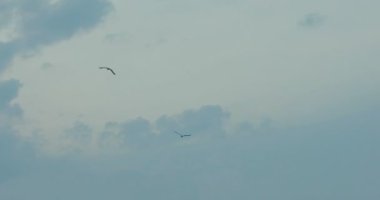 Gün batımında martılar suyun yanında uçar.