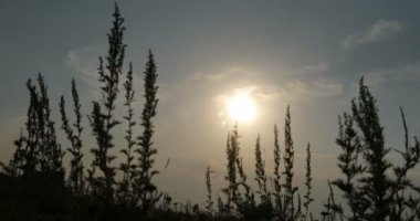 Göldeki sazlıklar arasında gün batımı