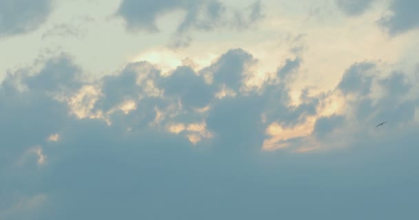 Möwen Fliegen Bei Sonnenuntergang Der Nähe Des Wassers — Stockvideo