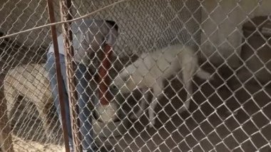 Farklı sokak köpeklerinin yaşadığı bir barınak. Köpekler su içer, köpek maması yer, birbirleriyle kavga ederler, oynarlar, bacağı olmayan bir köpek. Erkekler köpekleri sever. 