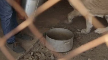 Farklı sokak köpeklerinin yaşadığı bir barınak. Köpekler su içer, köpek maması yer, birbirleriyle kavga ederler, oynarlar, bacağı olmayan bir köpek. Erkekler köpekleri sever. 