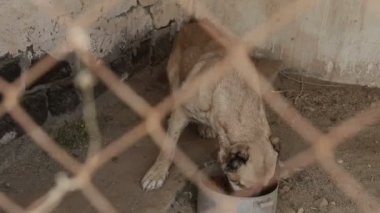 Farklı sokak köpeklerinin yaşadığı bir barınak. Köpekler su içer, köpek maması yer, birbirleriyle kavga ederler, oynarlar, bacağı olmayan bir köpek. Erkekler köpekleri sever. 