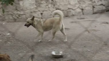 Farklı sokak köpeklerinin yaşadığı bir barınak. Köpekler su içer, köpek maması yer, birbirleriyle kavga ederler, oynarlar, bacağı olmayan bir köpek. Erkekler köpekleri sever. 
