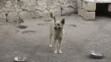 Farklı sokak köpeklerinin yaşadığı bir barınak. Köpekler su içer, köpek maması yer, birbirleriyle kavga ederler, oynarlar, bacağı olmayan bir köpek. Erkekler köpekleri sever. 