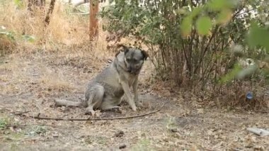 Farklı sokak köpeklerinin yaşadığı bir barınak. Köpekler su içer, köpek maması yer, birbirleriyle kavga ederler, oynarlar, bacağı olmayan bir köpek. Erkekler köpekleri sever. 