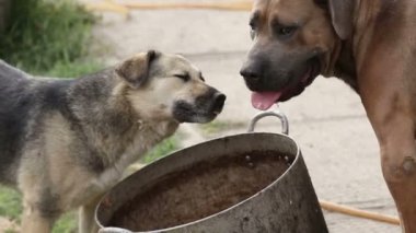 Farklı sokak köpeklerinin yaşadığı bir barınak. Köpekler su içer, köpek maması yer, birbirleriyle kavga ederler, oynarlar, bacağı olmayan bir köpek. Erkekler köpekleri sever. 