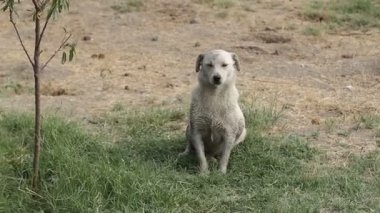 Farklı sokak köpeklerinin yaşadığı bir barınak. Köpekler su içer, köpek maması yer, birbirleriyle kavga ederler, oynarlar, bacağı olmayan bir köpek. Erkekler köpekleri sever. 