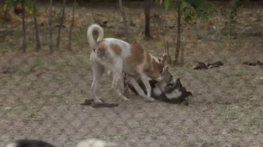 Farklı sokak köpeklerinin yaşadığı bir barınak. Köpekler su içer, köpek maması yer, birbirleriyle kavga ederler, oynarlar, bacağı olmayan bir köpek. Erkekler köpekleri sever. 