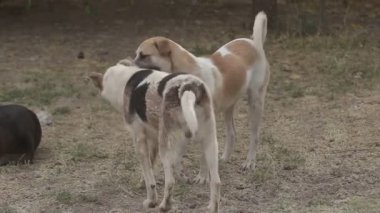 Farklı sokak köpeklerinin yaşadığı bir barınak. Köpekler su içer, köpek maması yer, birbirleriyle kavga ederler, oynarlar, bacağı olmayan bir köpek. Erkekler köpekleri sever. 