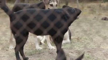 Farklı sokak köpeklerinin yaşadığı bir barınak. Köpekler su içer, köpek maması yer, birbirleriyle kavga ederler, oynarlar, bacağı olmayan bir köpek. Erkekler köpekleri sever. 