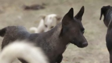Farklı sokak köpeklerinin yaşadığı bir barınak. Köpekler su içer, köpek maması yer, birbirleriyle kavga ederler, oynarlar, bacağı olmayan bir köpek. Erkekler köpekleri sever. 