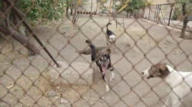 Farklı sokak köpeklerinin yaşadığı bir barınak. Köpekler su içer, köpek maması yer, birbirleriyle kavga ederler, oynarlar, bacağı olmayan bir köpek. Erkekler köpekleri sever. 