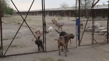 Farklı sokak köpeklerinin yaşadığı bir barınak. Köpekler su içer, köpek maması yer, birbirleriyle kavga ederler, oynarlar, bacağı olmayan bir köpek. Erkekler köpekleri sever. 