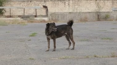 Farklı sokak köpeklerinin yaşadığı bir barınak. Köpekler su içer, köpek maması yer, birbirleriyle kavga ederler, oynarlar, bacağı olmayan bir köpek. Erkekler köpekleri sever. 