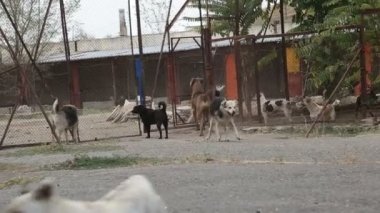 Farklı sokak köpeklerinin yaşadığı bir barınak. Köpekler su içer, köpek maması yer, birbirleriyle kavga ederler, oynarlar, bacağı olmayan bir köpek. Erkekler köpekleri sever. 