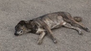 Farklı sokak köpeklerinin yaşadığı bir barınak. Köpekler su içer, köpek maması yer, birbirleriyle kavga ederler, oynarlar, bacağı olmayan bir köpek. Erkekler köpekleri sever. 