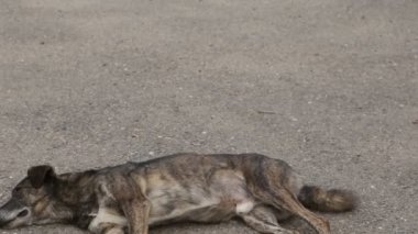 Farklı sokak köpeklerinin yaşadığı bir barınak. Köpekler su içer, köpek maması yer, birbirleriyle kavga ederler, oynarlar, bacağı olmayan bir köpek. Erkekler köpekleri sever. 